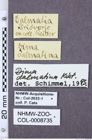 Etiketten zu Dima dalmatina (NHMW-ZOO-COL-0008735)